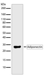 Adiponectin Antibody in Western Blot (WB)
