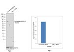 Nucleostemin Antibody in Western Blot (WB)