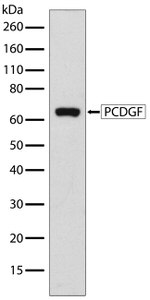 Granulins Antibody in Western Blot (WB)