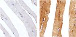 Metadherin Antibody in Immunohistochemistry (Paraffin) (IHC (P))
