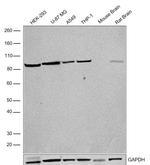 DISC1 Antibody in Western Blot (WB)