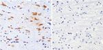 DISC1 Antibody in Immunohistochemistry (Paraffin) (IHC (P))