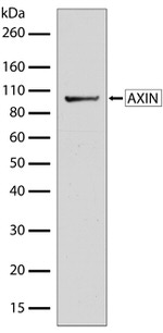AXIN1 Recombinant Superclonal™ Antibody (11HCLC)