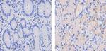 MCP-2 Recombinant Superclonal™ Antibody (3HCLC)