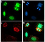 Ki-67 Antibody in Immunocytochemistry (ICC/IF)