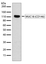 CD146 Antibody in Western Blot (WB)