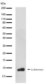 IL-8 (CXCL8) Recombinant Superclonal™ Antibody (12HCLC)