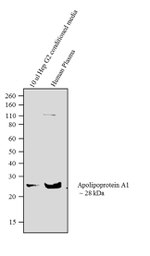 ApoA1 Recombinant Superclonal™ Antibody (19HCLC)