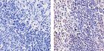 BAFF Recombinant Superclonal™ Antibody (12HCLC)