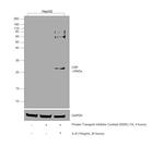 CRP Antibody in Western Blot (WB)