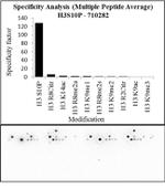 Phospho-Histone H3 (Ser10) Antibody in Peptide array (ARRAY)