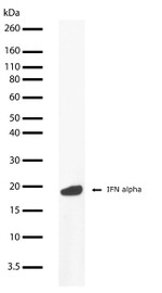 IFN alpha Recombinant Superclonal™ Antibody (9HCLC)