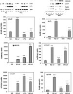 GDI1 Antibody in Western Blot (WB)