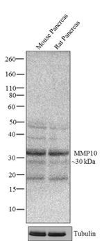 MMP10 Recombinant Superclonal™ Antibody (24HCLC)