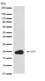 GLP-1 Recombinant Superclonal™ Antibody (24HCLC)