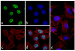 Phospho-4EBP1 (Thr46) Recombinant Superclonal™ Antibody (19HCLC)