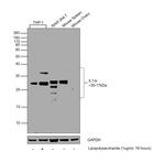 IL-1 beta Recombinant Superclonal™ Antibody (17HCLC)