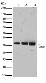 RAGE Antibody in Western Blot (WB)