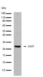 CNTF Recombinant Superclonal™ Antibody (4HCLC)