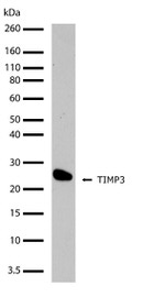 TIMP3 Antibody in Western Blot (WB)
