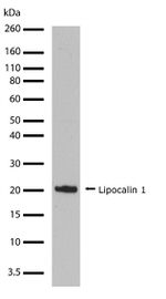 LCN1 Antibody in Western Blot (WB)