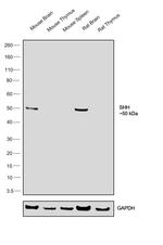SHH Antibody in Western Blot (WB)