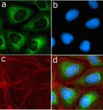 SHH Antibody in Immunocytochemistry (ICC/IF)