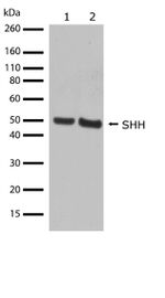SHH Antibody in Western Blot (WB)
