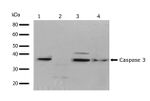 Caspase 3 Antibody in Western Blot (WB)