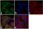 MEK1 Recombinant Superclonal™ Antibody (22HCLC)