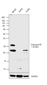 Granzyme B Antibody in Western Blot (WB)
