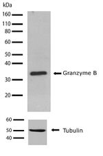 Granzyme B Antibody in Western Blot (WB)