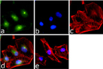 NFkB p50 Recombinant Superclonal™ Antibody (24HCLC)