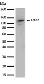 ErbB2 (HER-2) Antibody in Western Blot (WB)