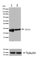 CD151 Recombinant Superclonal™ Antibody (17HCLC)