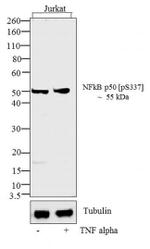 Phospho-NFkB p50 (Ser337) Recombinant Superclonal™ Antibody (2HCLC)