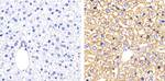 Connexin 26 Polyclonal Antibody