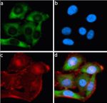 Bcl-2 Antibody in Immunocytochemistry (ICC/IF)