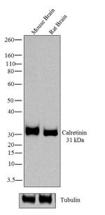 Calretinin Antibody in Western Blot (WB)