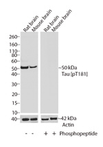 Phospho-Tau (Thr181) Antibody in Western Blot (WB)