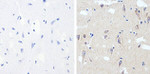 Phospho-Tau (Thr181) Antibody in Immunohistochemistry (Paraffin) (IHC (P))