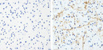 Phospho-Tau (Thr181) Antibody in Immunohistochemistry (Paraffin) (IHC (P))