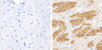Phospho-Tau (Thr181) Antibody in Immunohistochemistry (Paraffin) (IHC (P))