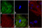 Troponin I Recombinant Superclonal™ Antibody (1HCLC)