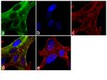 PSA Recombinant Superclonal™ Antibody (4ALHCLC)