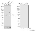 Phospho-c-Fos (Thr232) Antibody in Western Blot (WB)