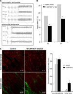 Connexin 43 Antibody in Immunohistochemistry (IHC)