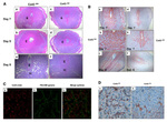 Connexin 43 Antibody in Immunohistochemistry (IHC)