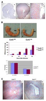 Connexin 43 Antibody in Immunohistochemistry (IHC)