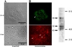 Connexin 43 Antibody in Western Blot, Immunocytochemistry (WB, ICC/IF)